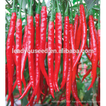 MP18 Shanghong dark green hybrid bulk pepper seeds for planting